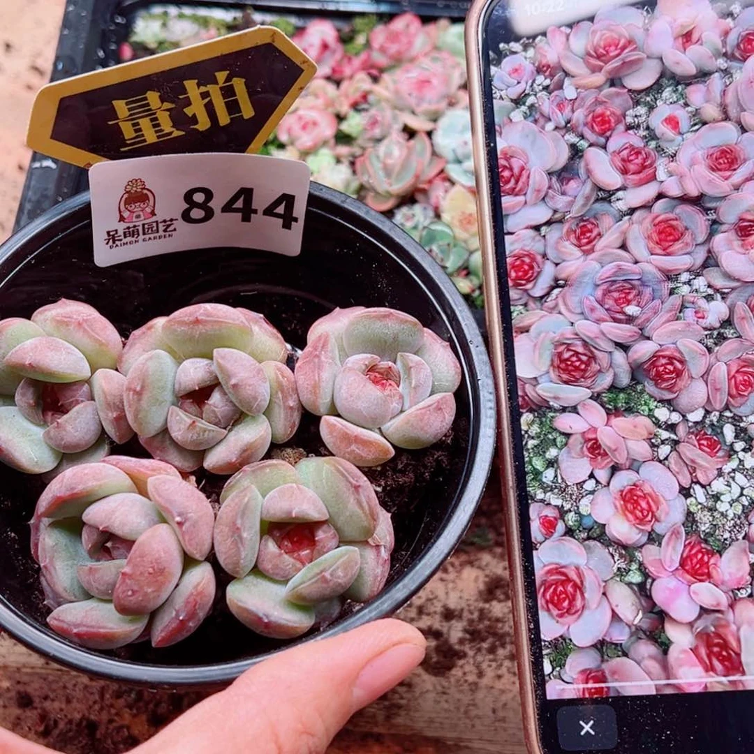 多肉植物多肉植物