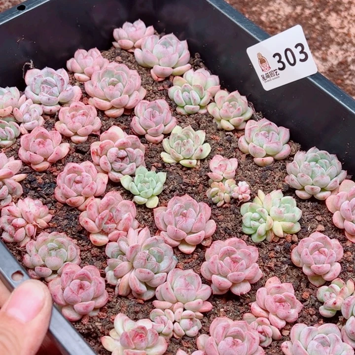 君***君多肉植物多肉植物