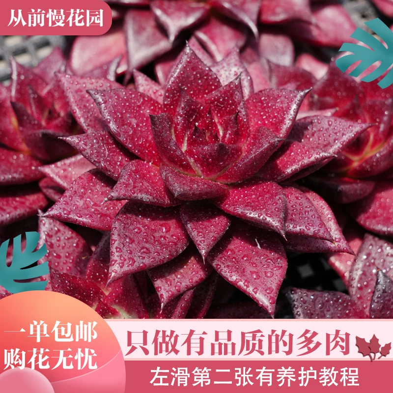 072-罗宾-从前慢花园东云系多肉植物