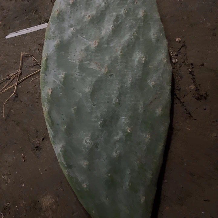 完全开放云钻大尺寸单片