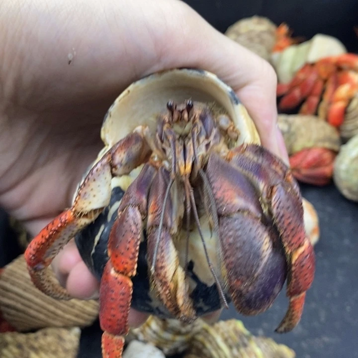 4.5口巨无霸西伯利斯