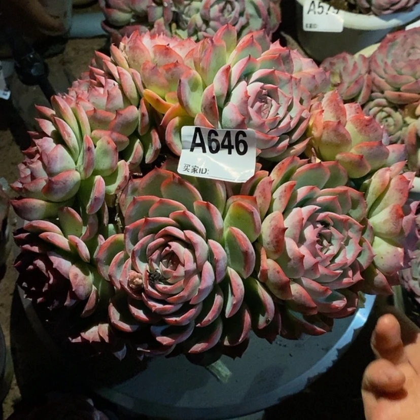【闪购商品】星**火多肉植物