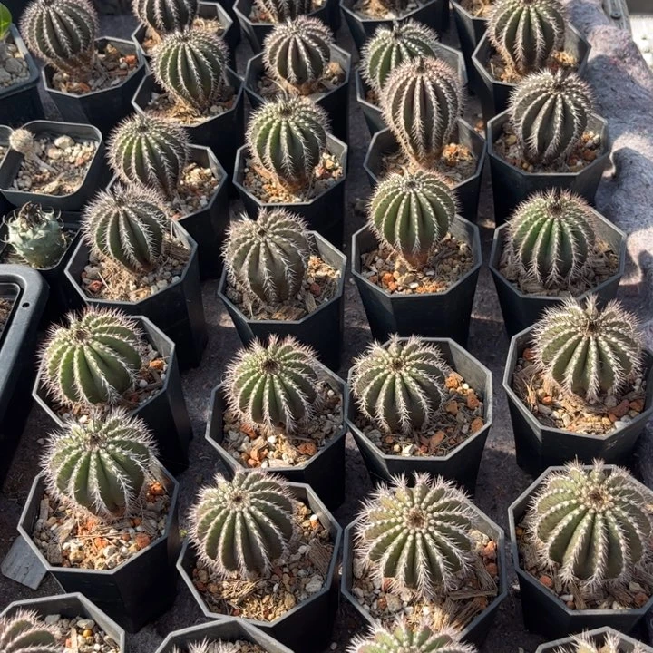 实生优搏球好养皮实