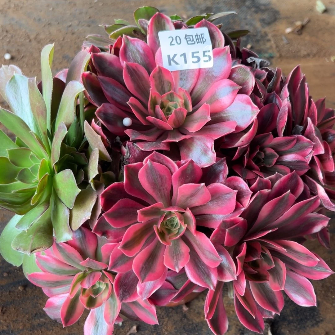 155女妖，满20包邮