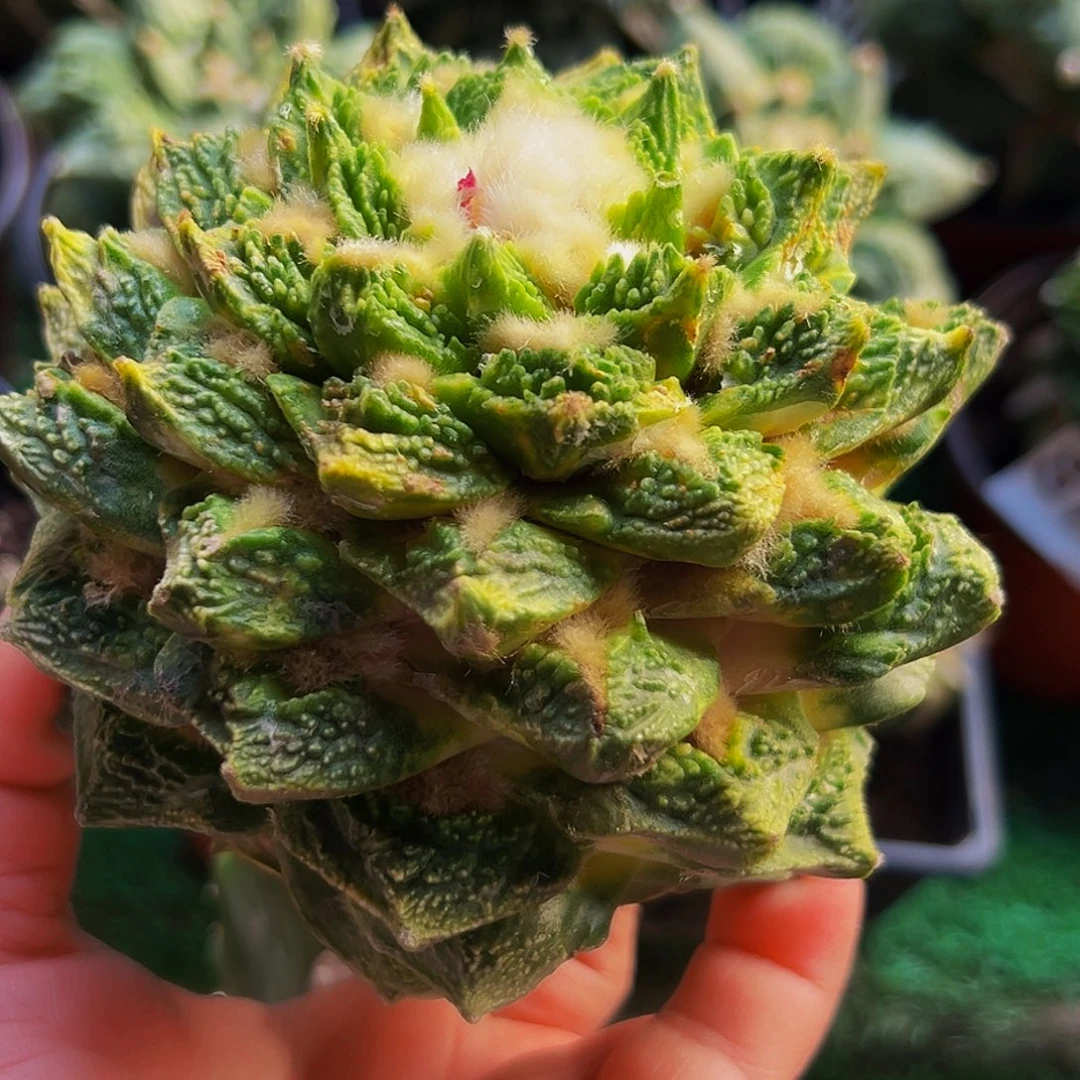 无花朵螺旋大哥龟甲辛顿锦121