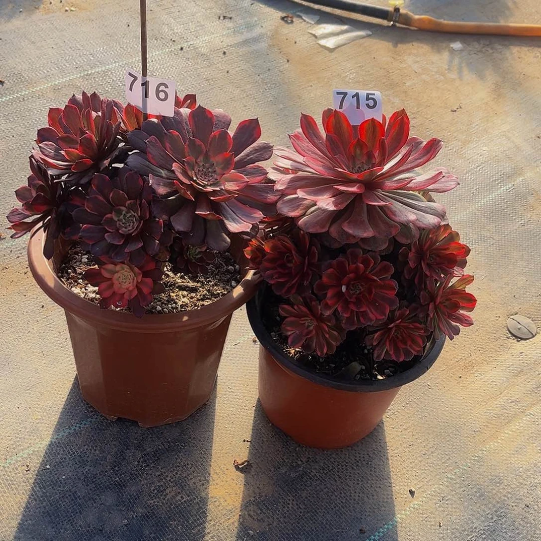 大*D多肉植物一物一拍715 716