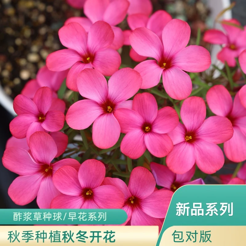 上上花田 酢浆草种球【早花小贵货合集】 阳台好养易活秋植秋花