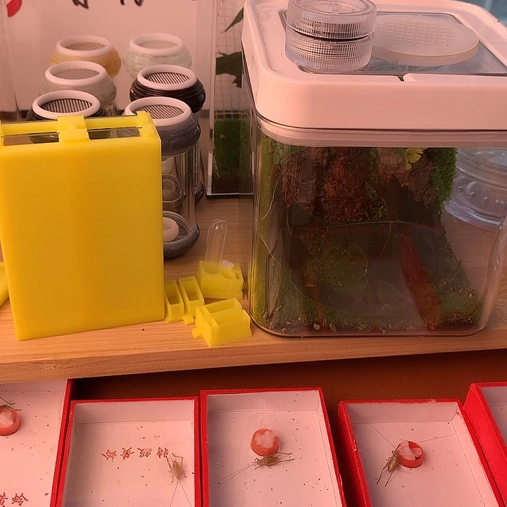 蟋蟀长须新华黄蛉包邮