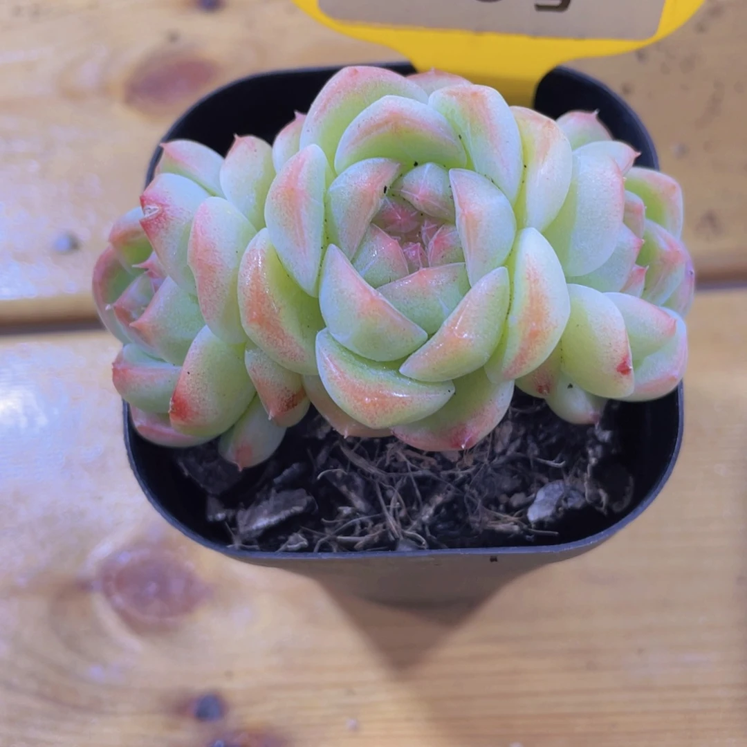 878号 飘枝朵朵白桃汽水