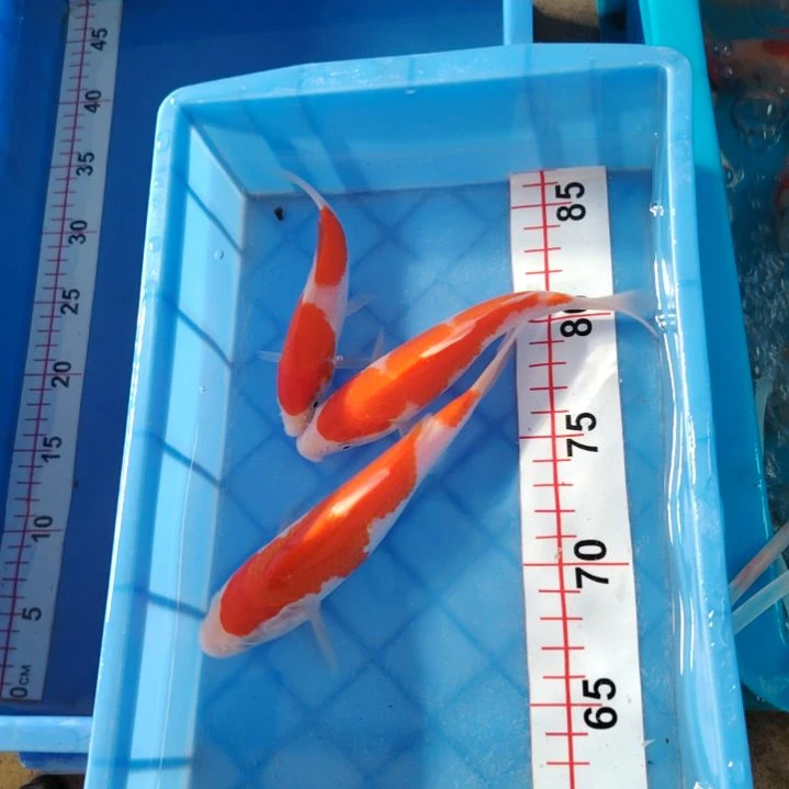 海水顺丰包邮开箱包活1