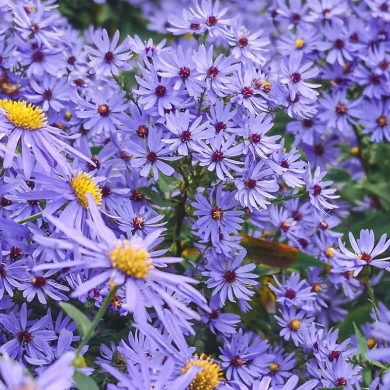 【小卡罗盆栽】翠菊紫菀伊娃带花苞紫色易爆盆四季开花耐寒耐热