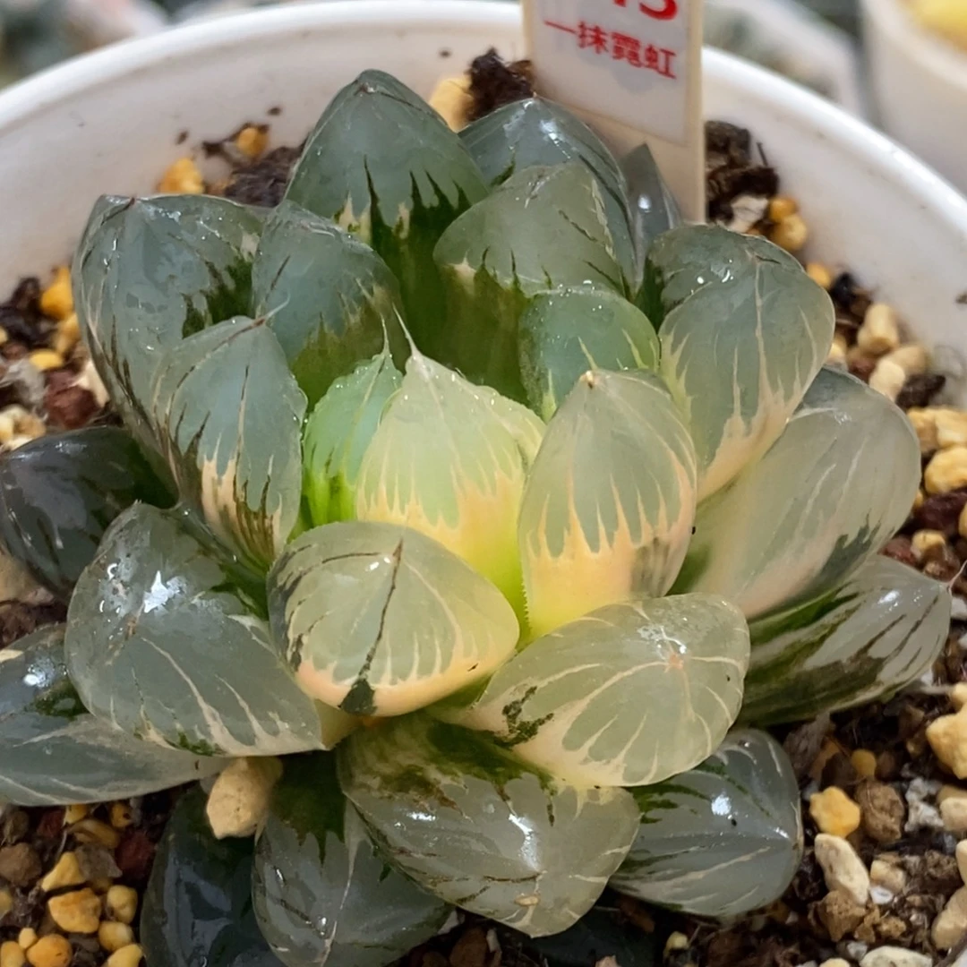 243号水晶x冰川玉露锦