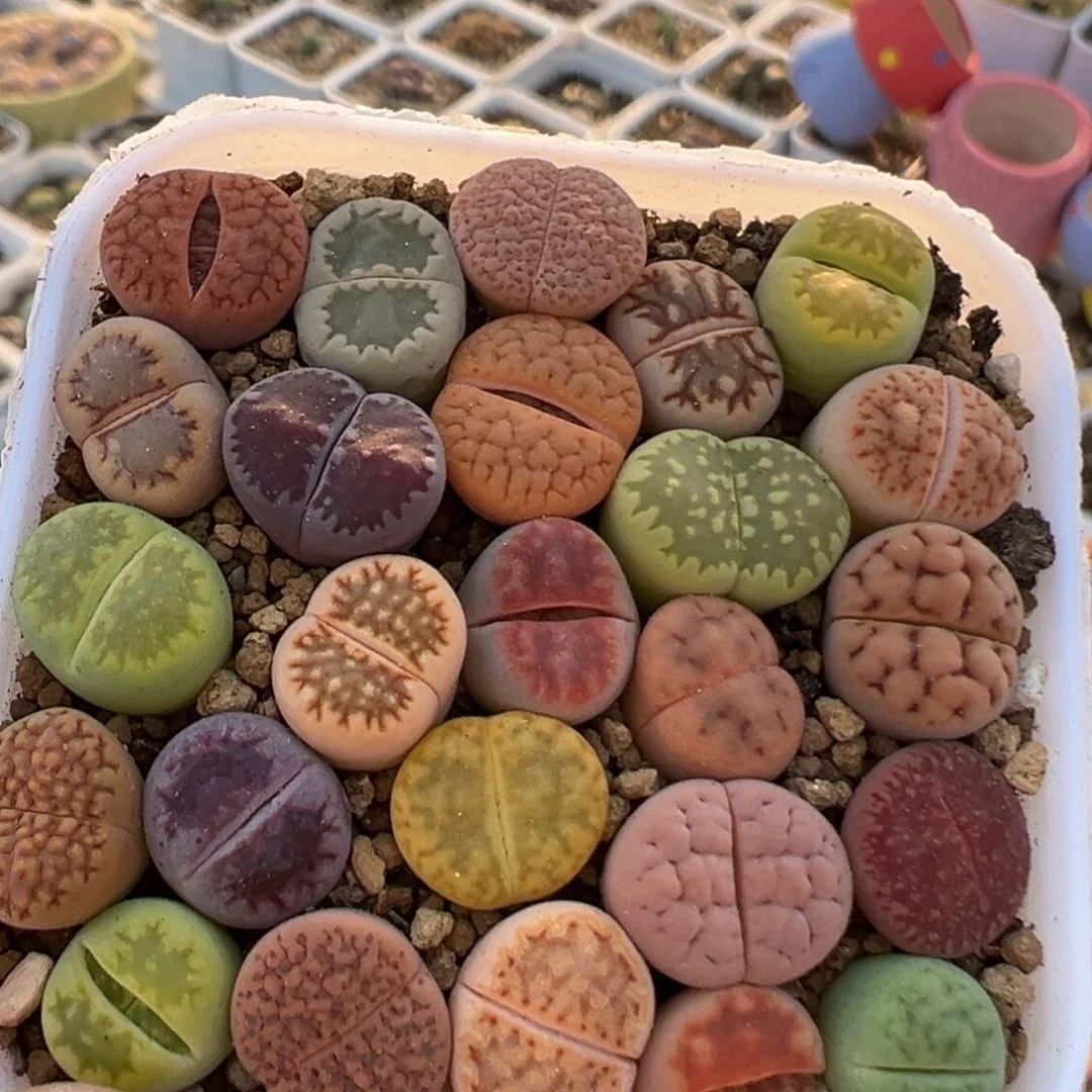 114多肉植物百科知识