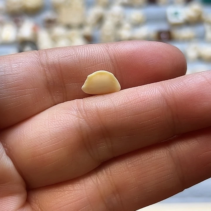 猛犸象牙其他福利
