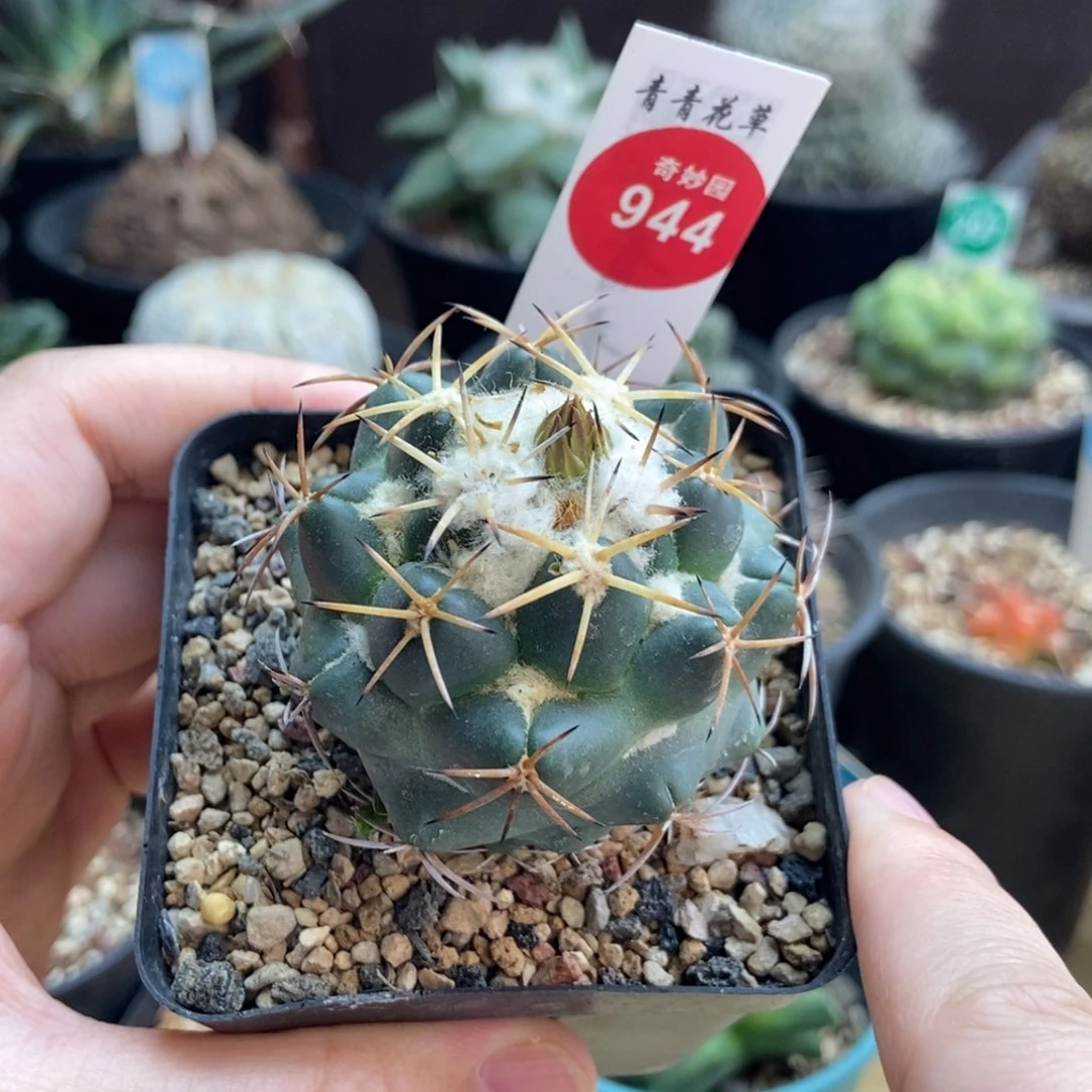 实生雪顶天司象牙一颗4.8cm