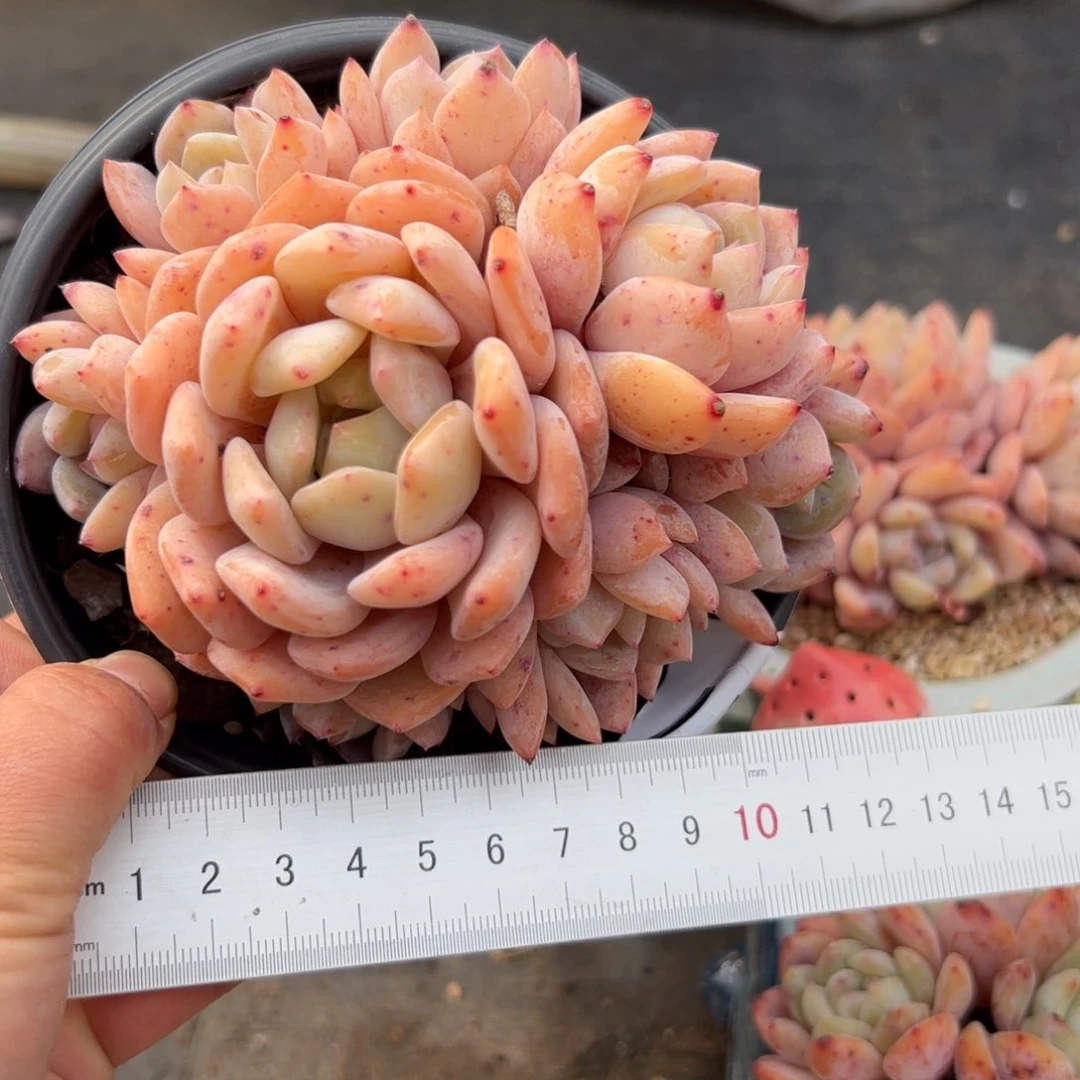 仔*527 多肉植物组合