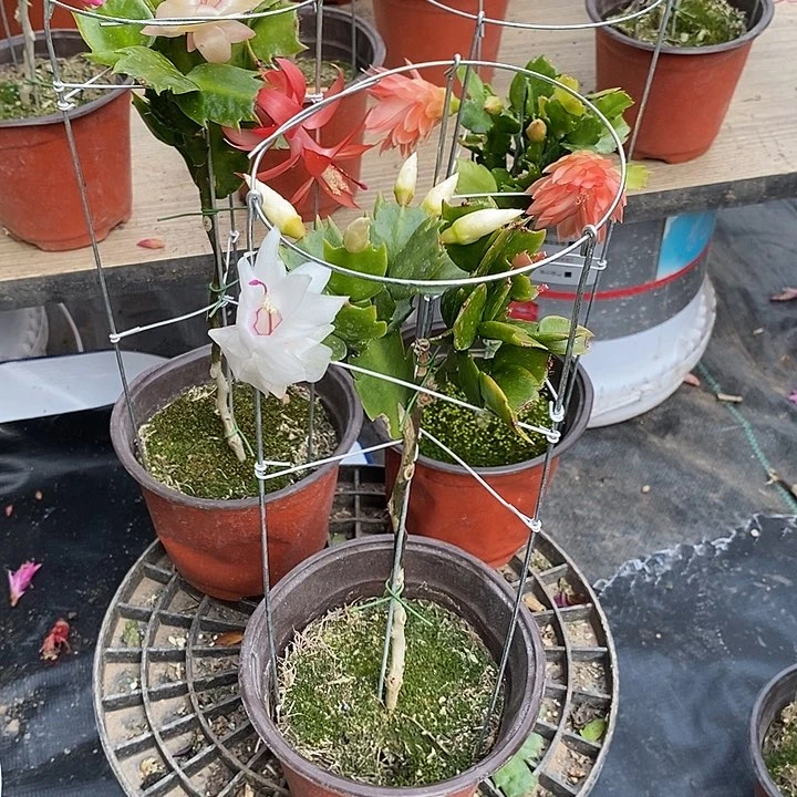孩*妈黄色加白色叶仙嫁接蟹爪兰一物一拍