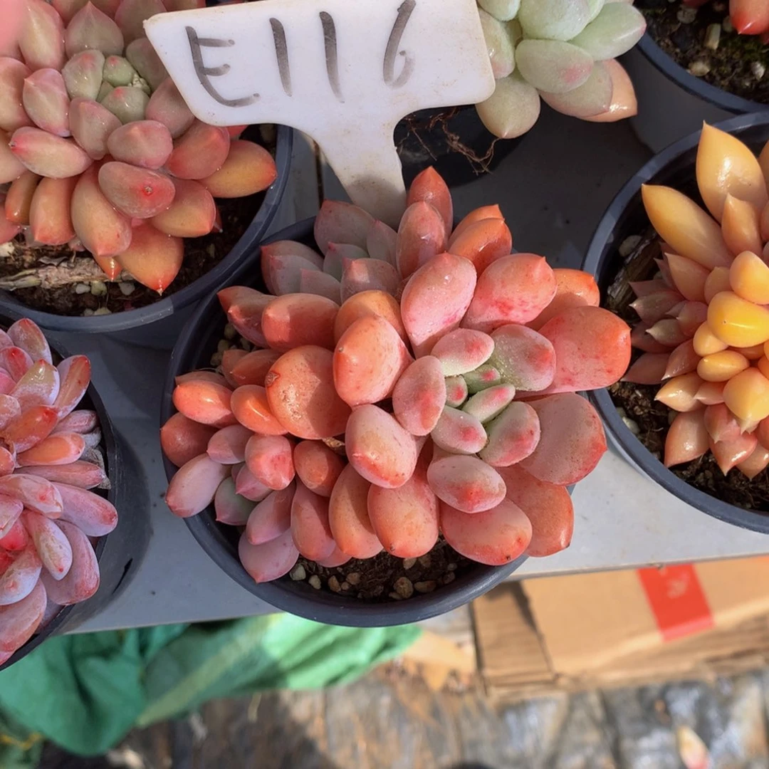 迈达斯国王727272727272¥