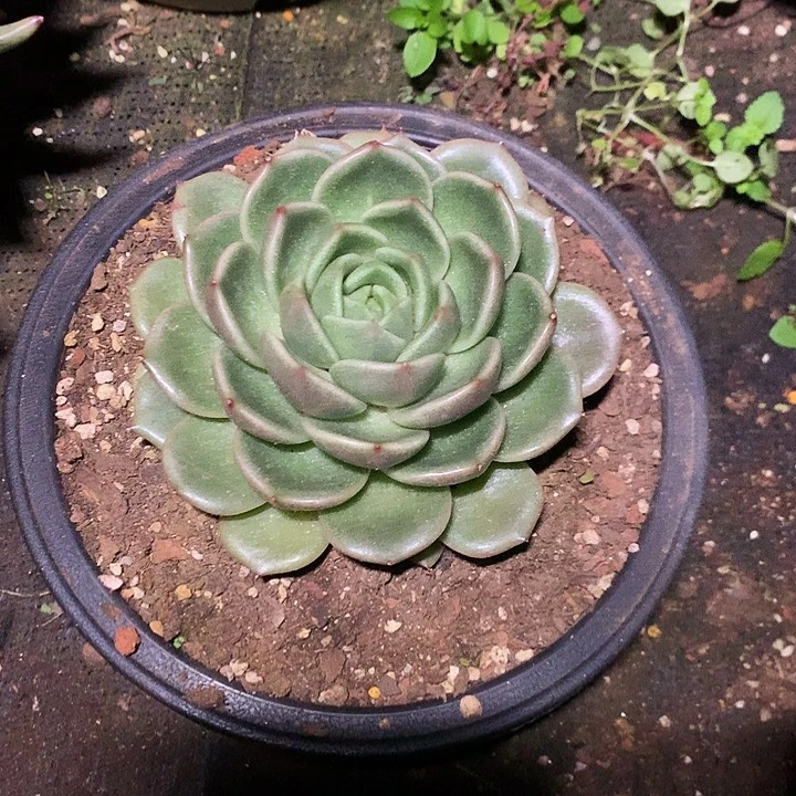 美肉特价活动开始啦