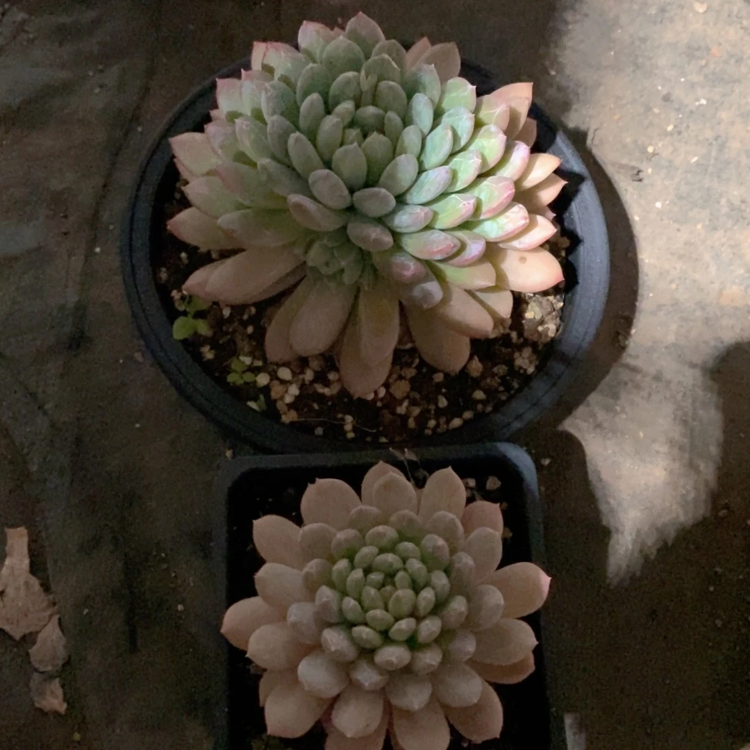 牡***丹多肉植物二个百塔