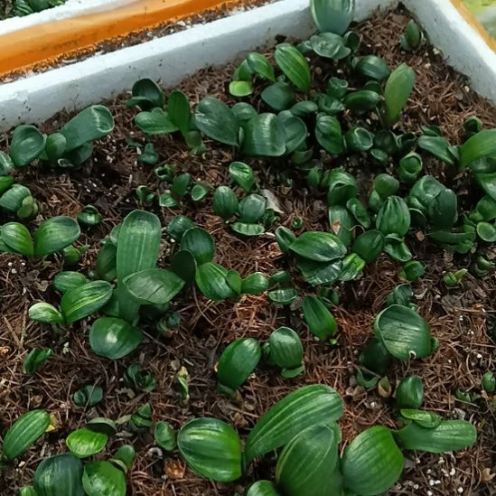 止***风特色花卉君子兰小苗