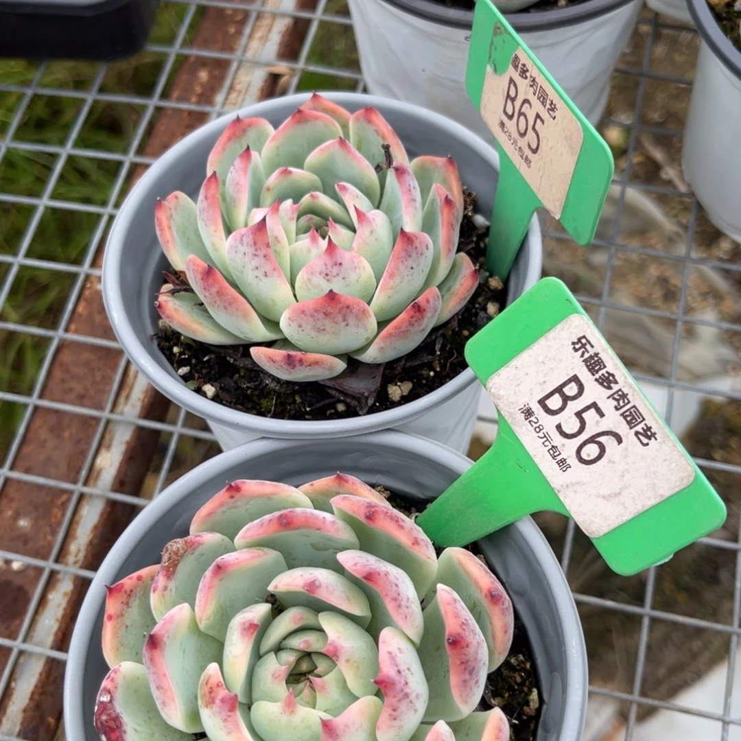 多肉植物一物一拍