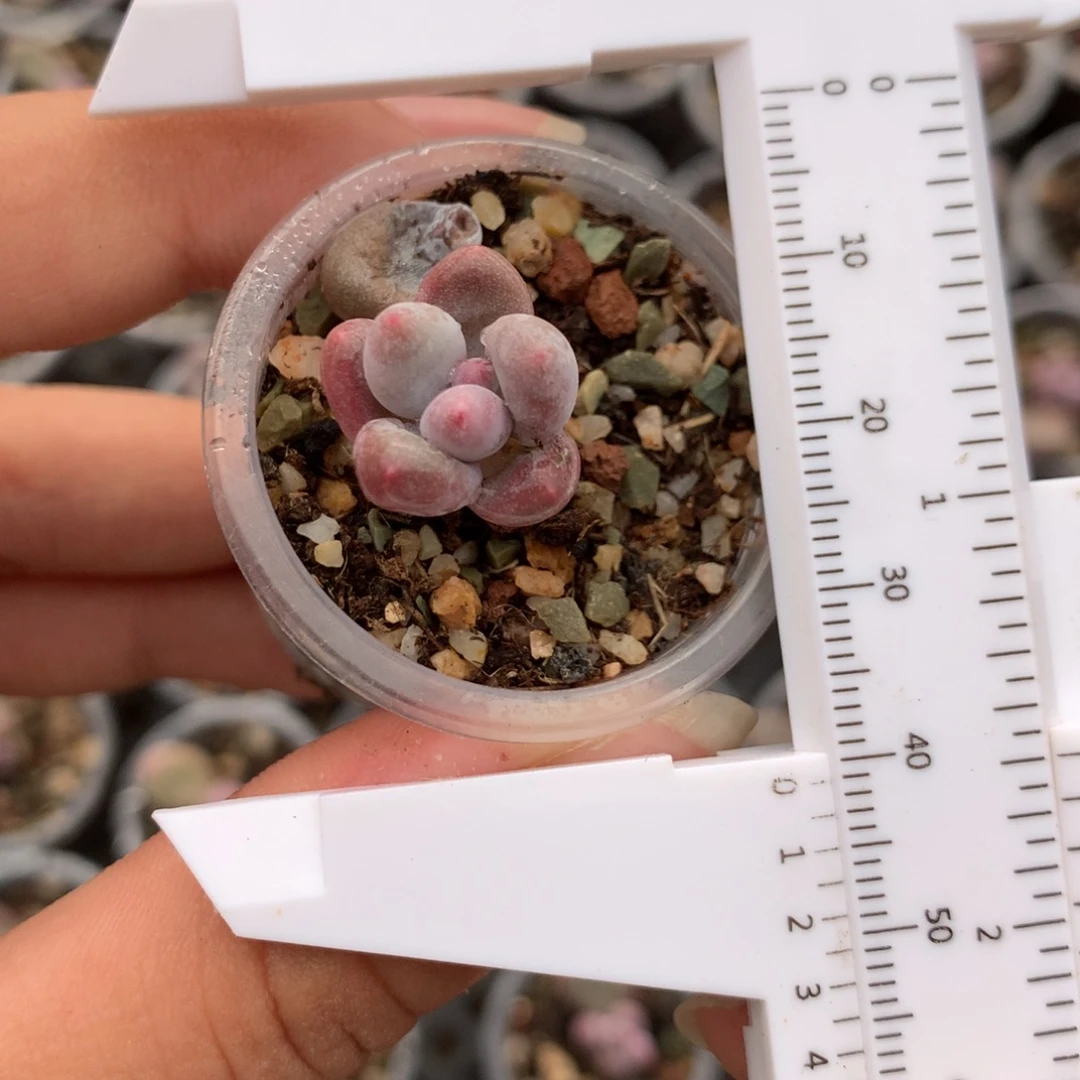 彩虹奶多肉植物哈哈