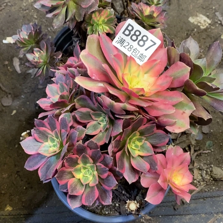 两盆多肉断头不包887