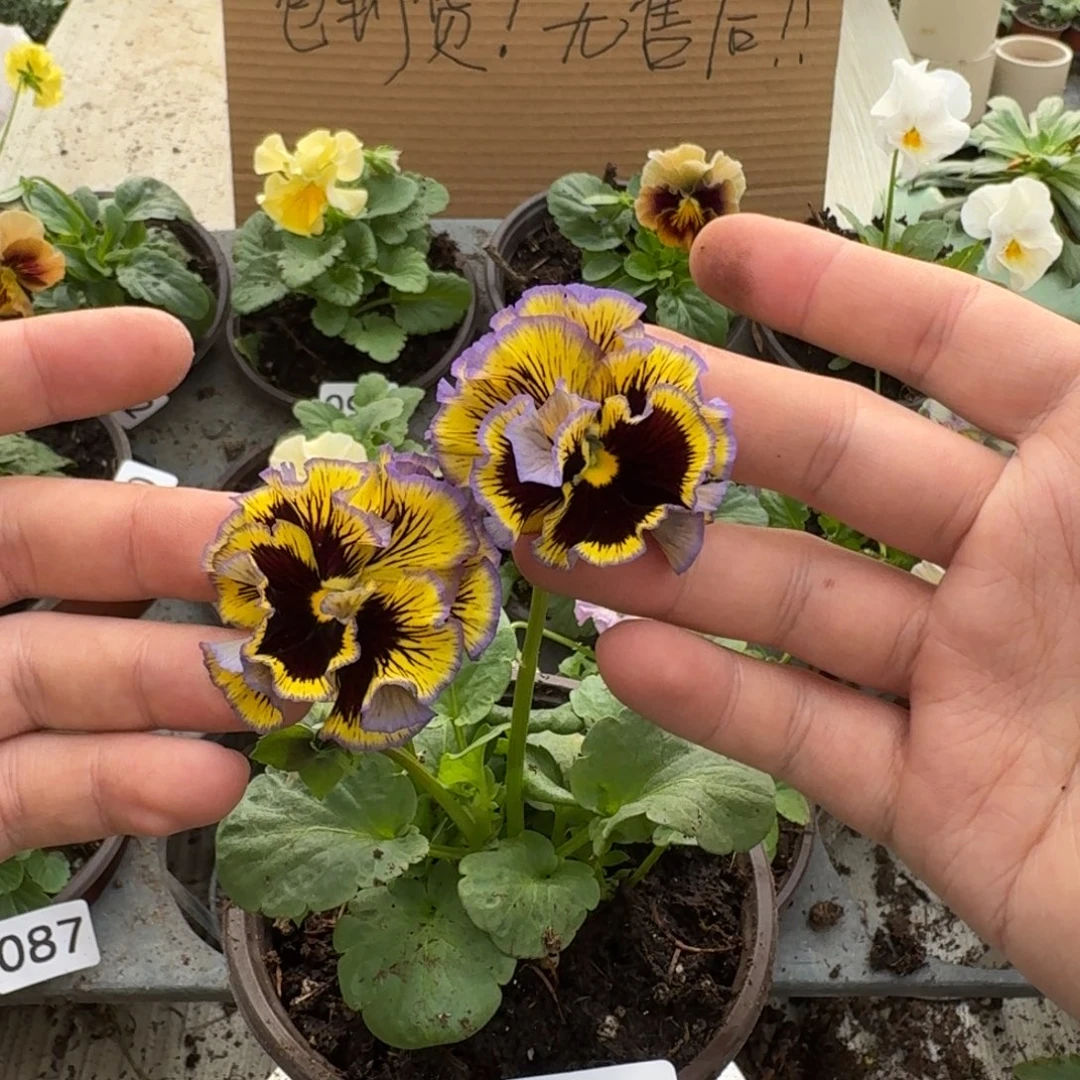 大部分花苞少量开放151