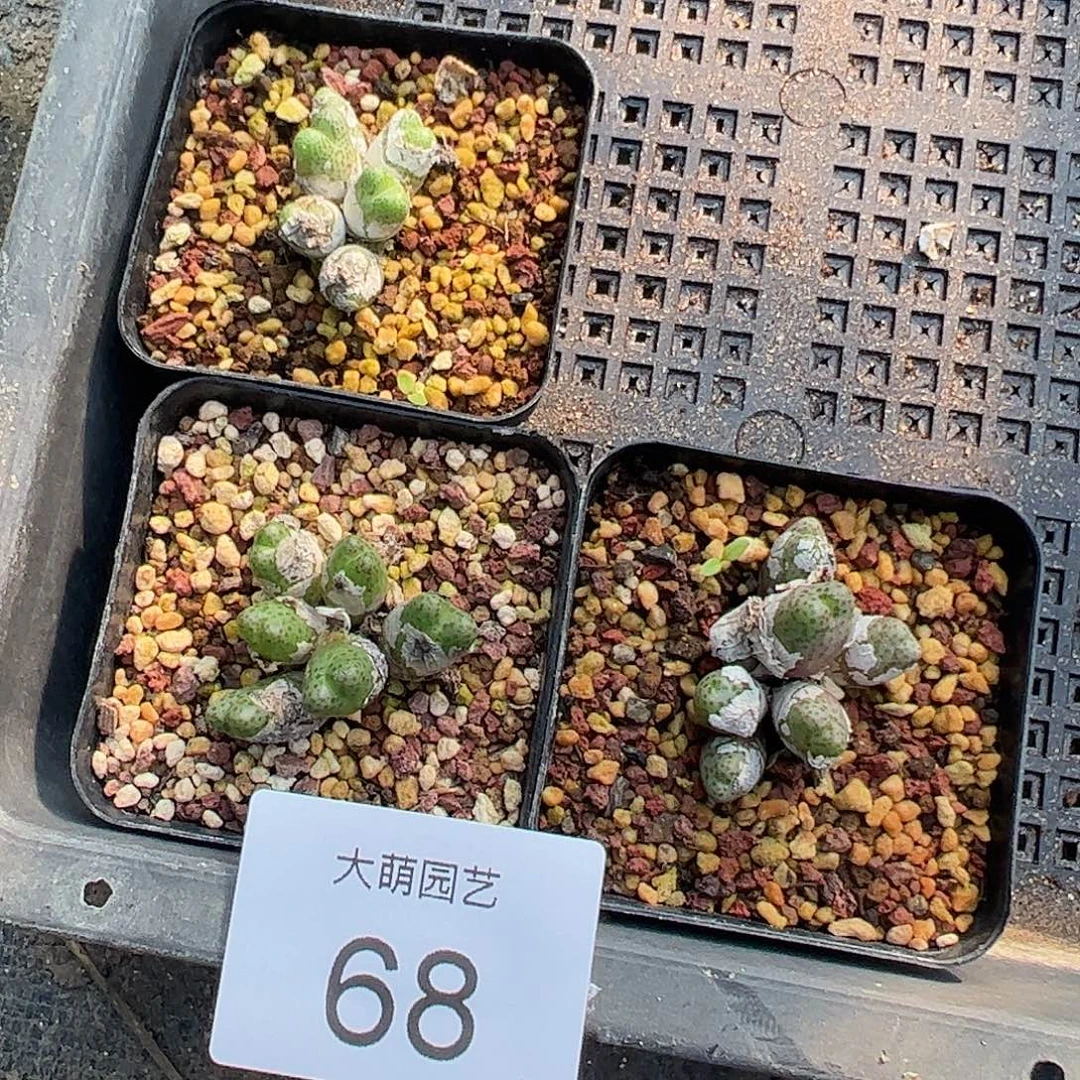 量拍以下1颗草莓斑马脱土发68