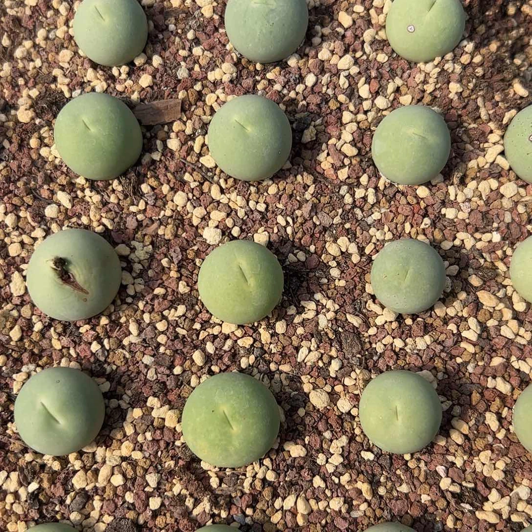 0000量拍母本大鸽子蛋1颗尺寸1.8上下