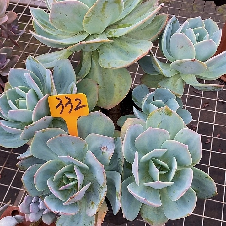 白凤332。      ，。