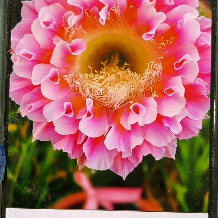 云羽侧芽高7公分满18包邮