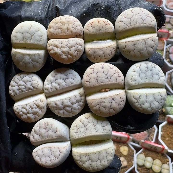 生石花1222222。 208