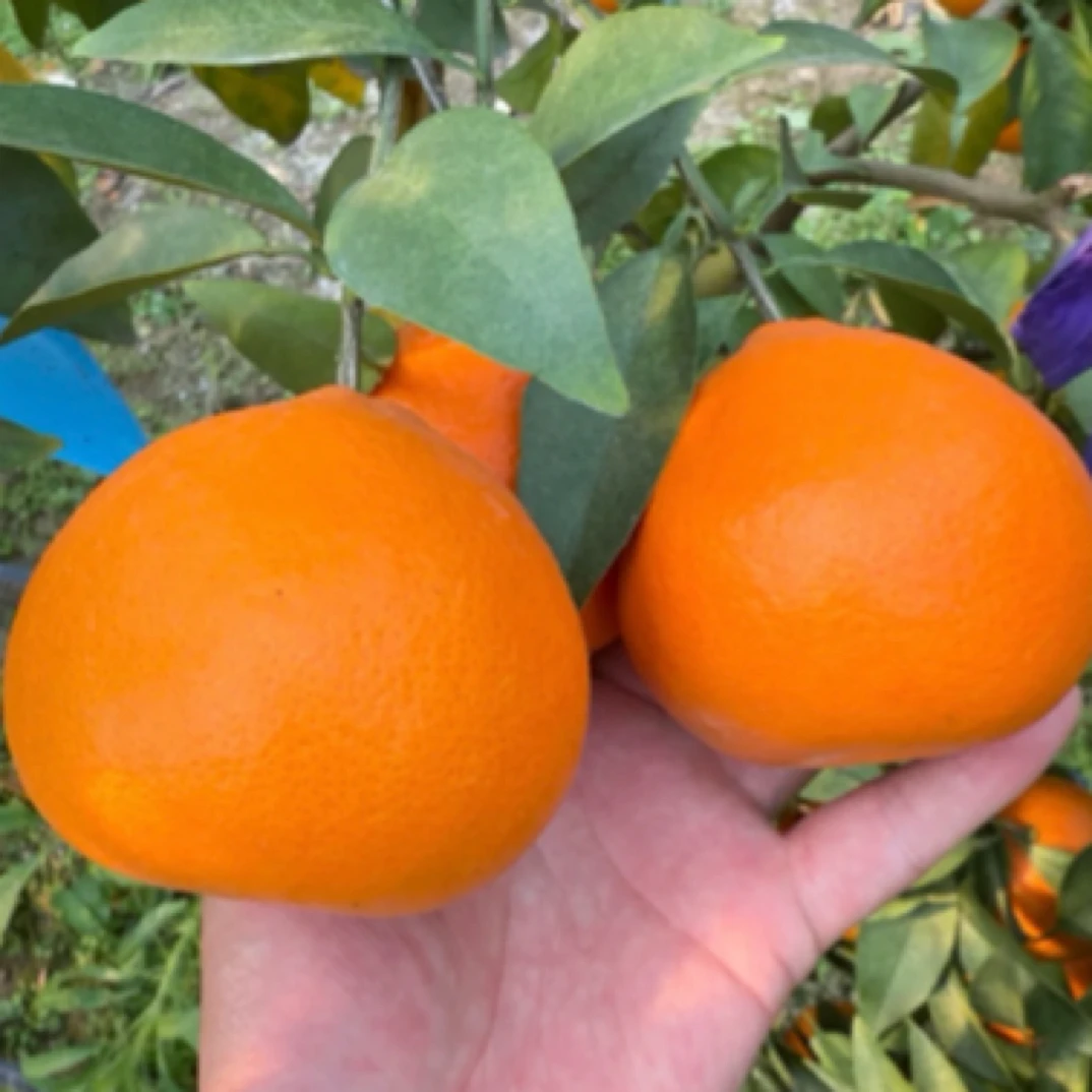 一品红早熟粑粑柑10月成熟正宗对版母本源头带杯包邮品质保证