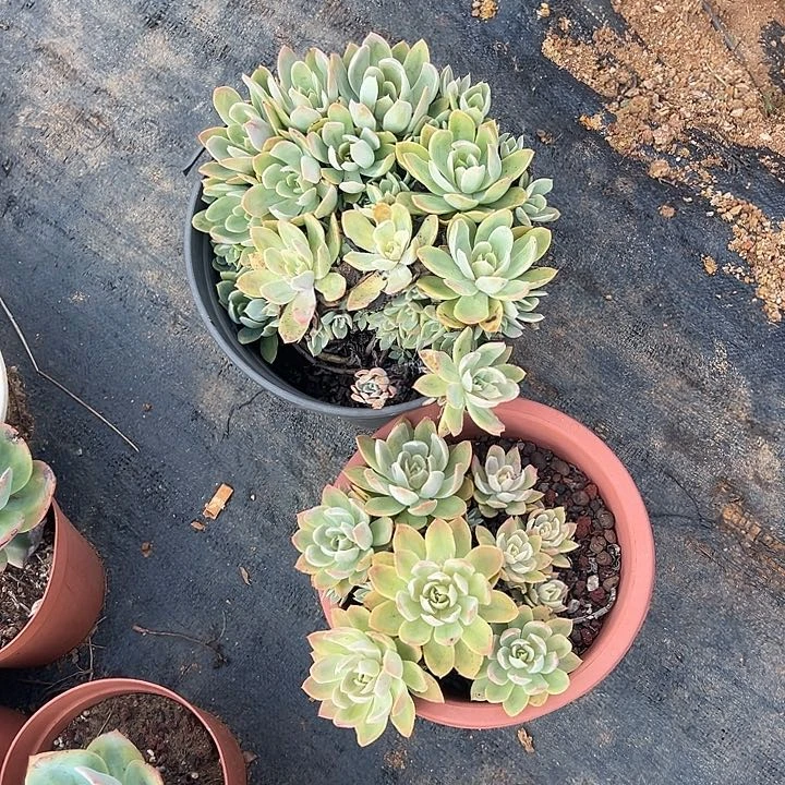 A****坊多肉植物实物573