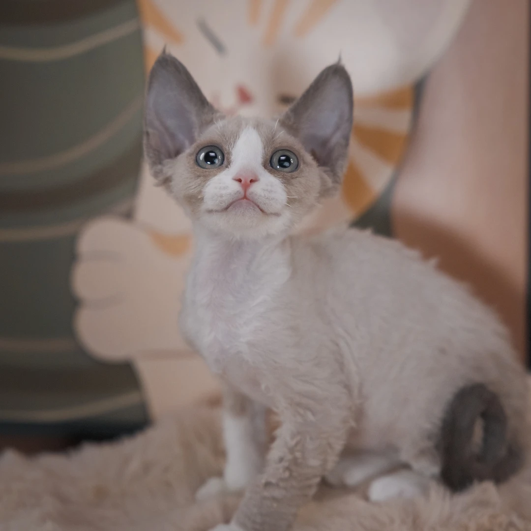 0918海豹开脸妹妹-年年