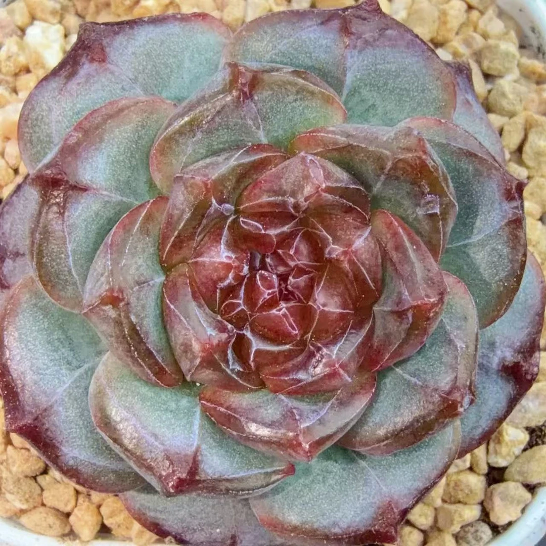 J327 花晨露多肉一颗  3.5-4厘米