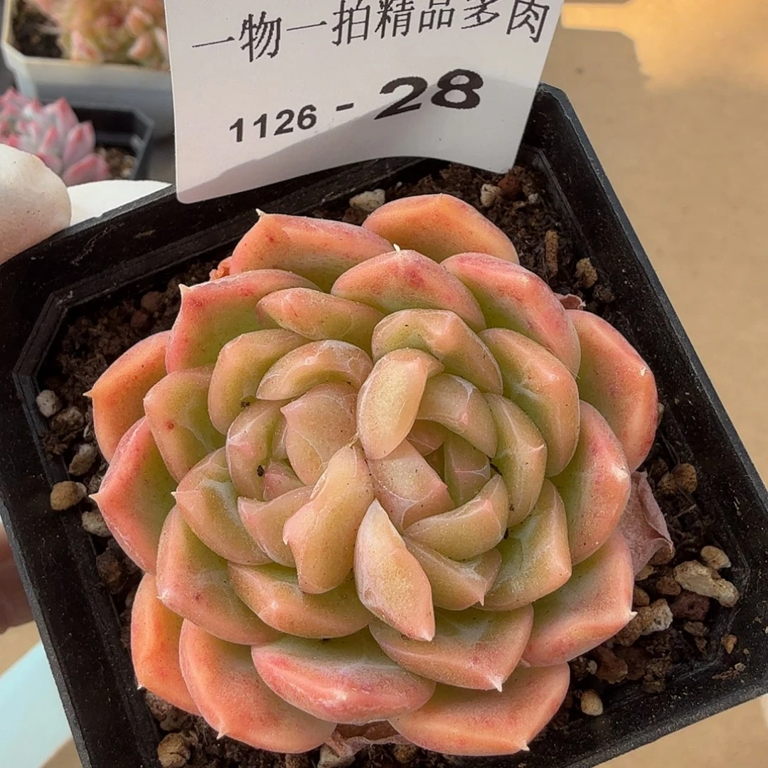 1126-28单颗多肉，