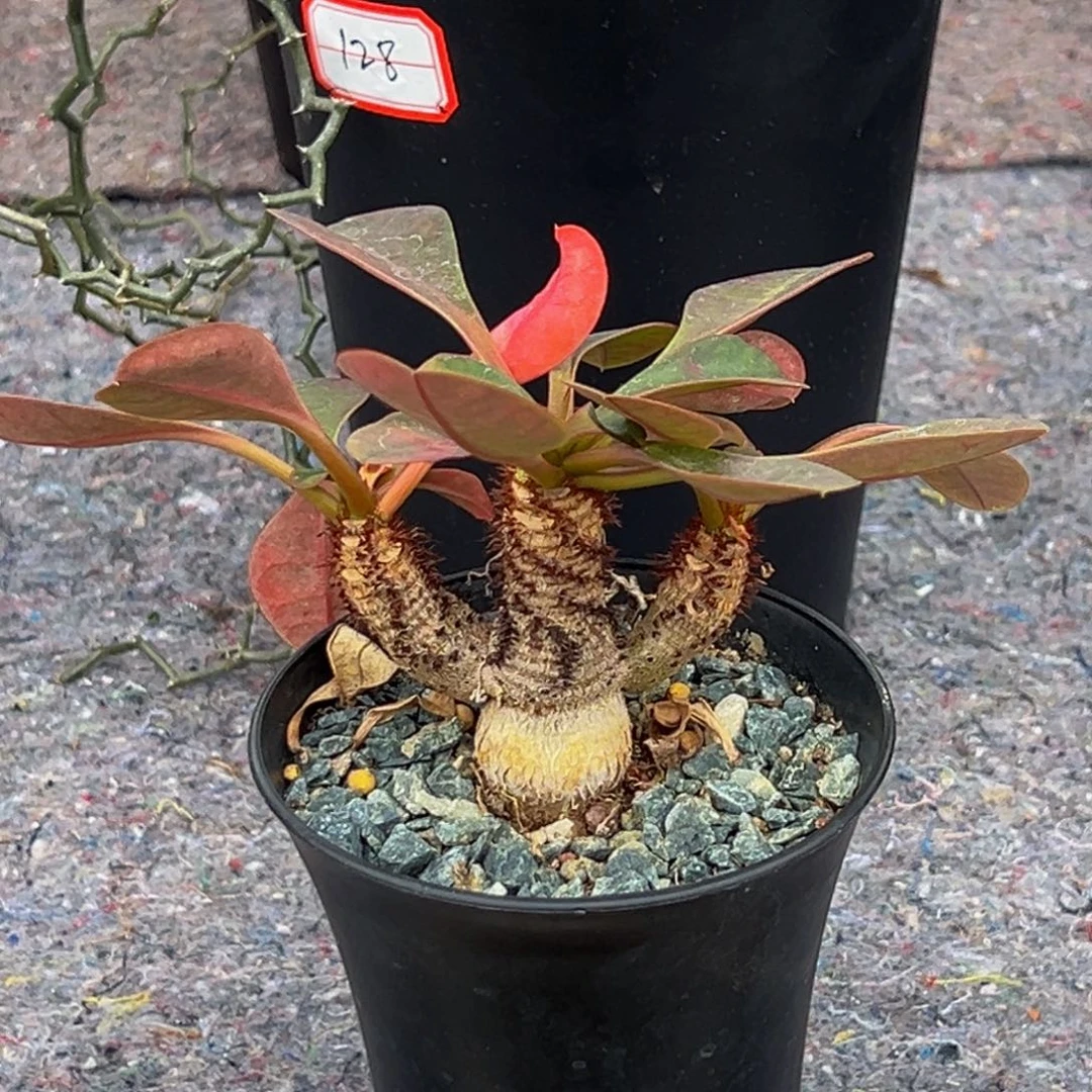 m象鼻大戟实生带盆三头