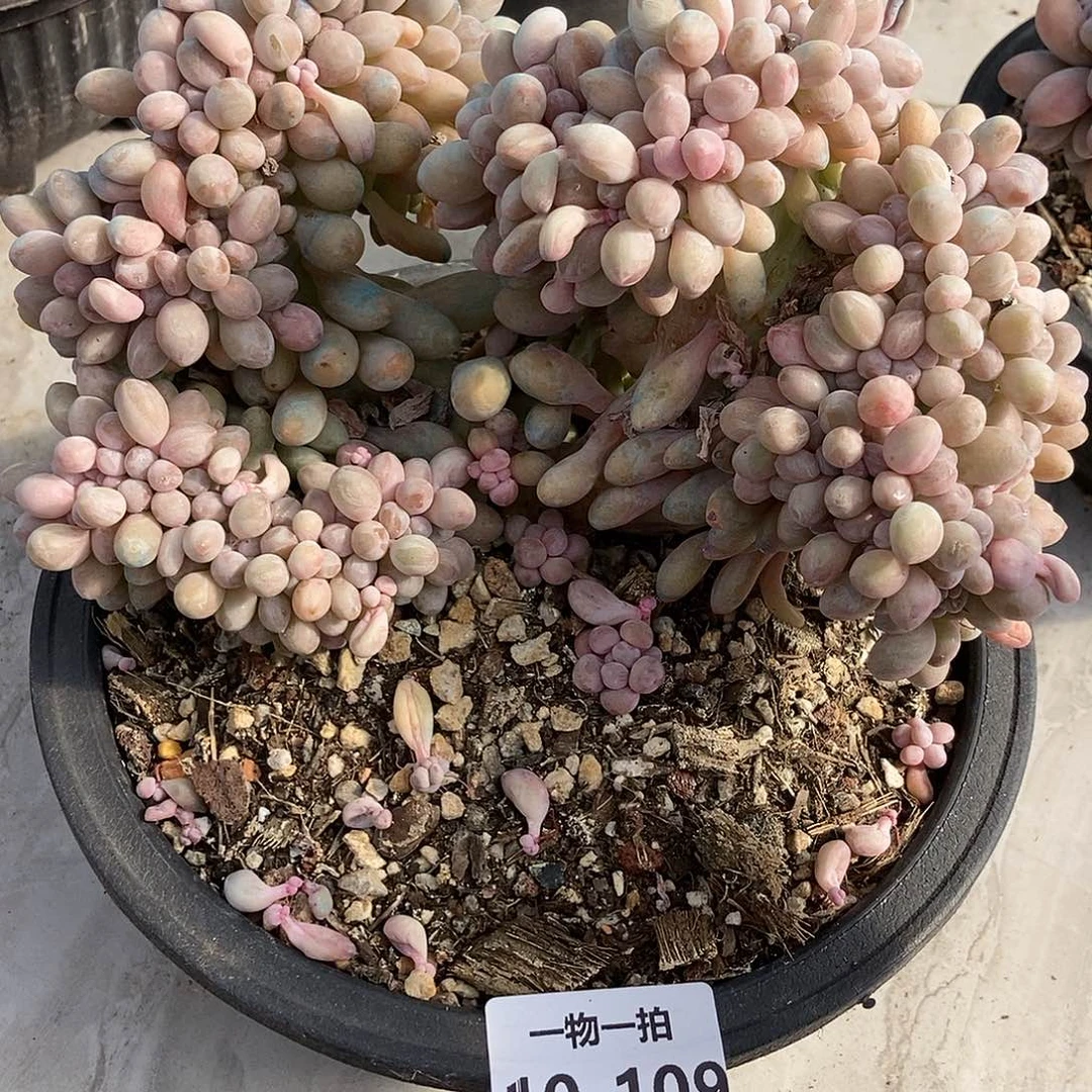 10-109 一物一拍不退不换退款拉黑