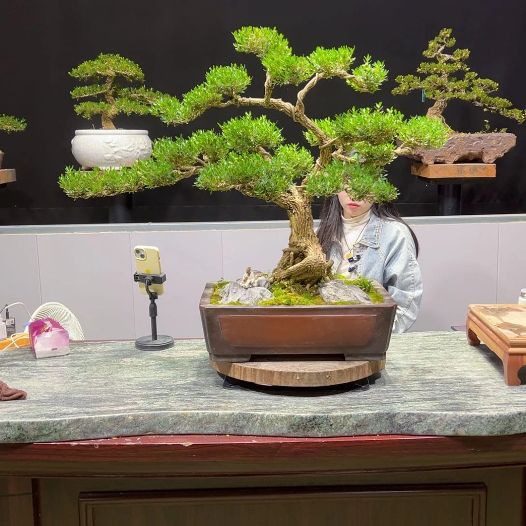 黄杨黄****加盆景老桩四季常青