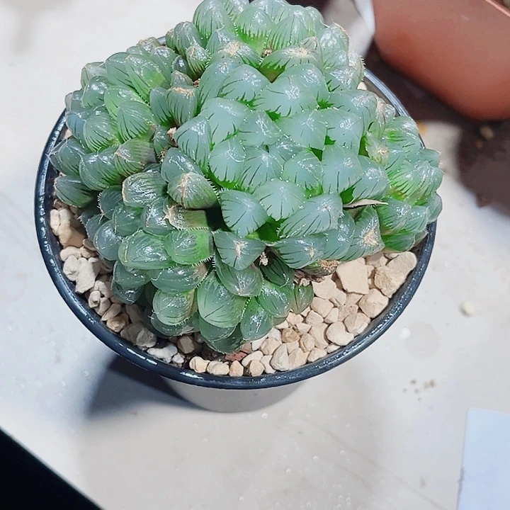 蓝镜雨露新手好养
