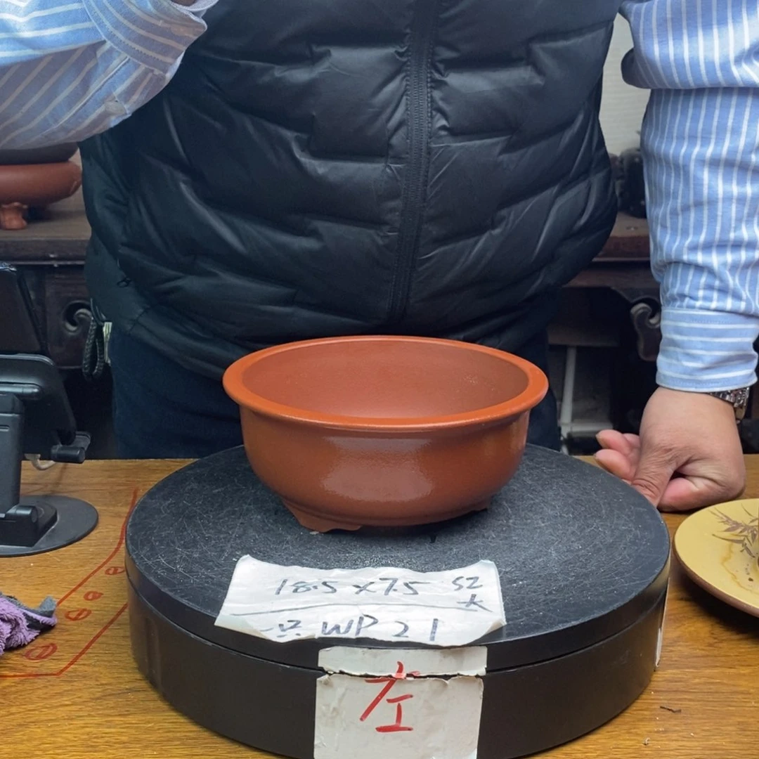 红陶货号一只WP21