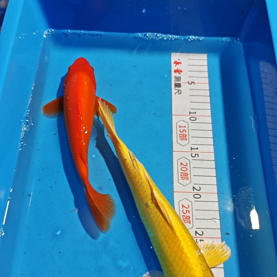 海水鱼不包邮邮费到付