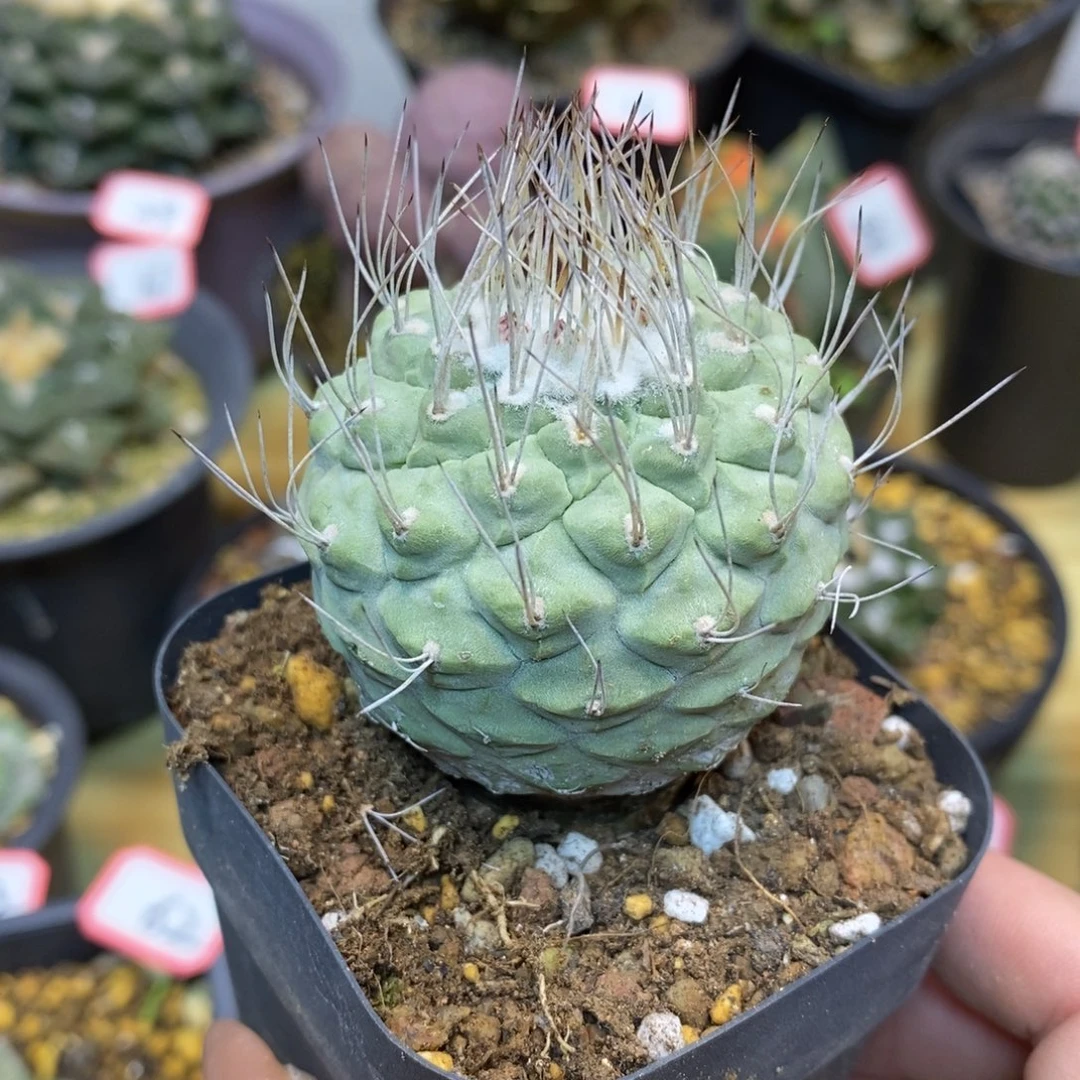 66号 实生菊水4.7公分带盆土