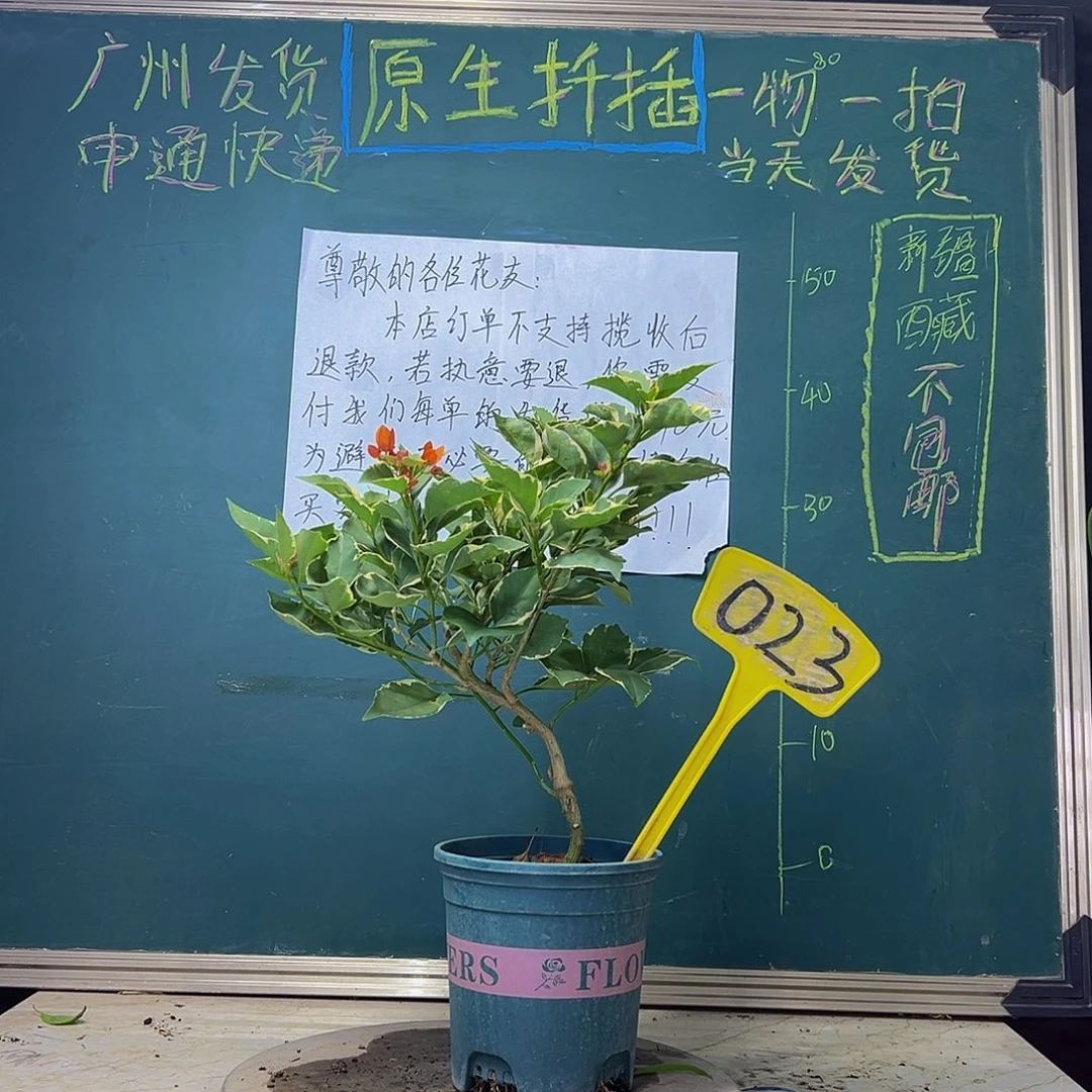 当前无花栽培后可以开花  造型 橙色条纹  023