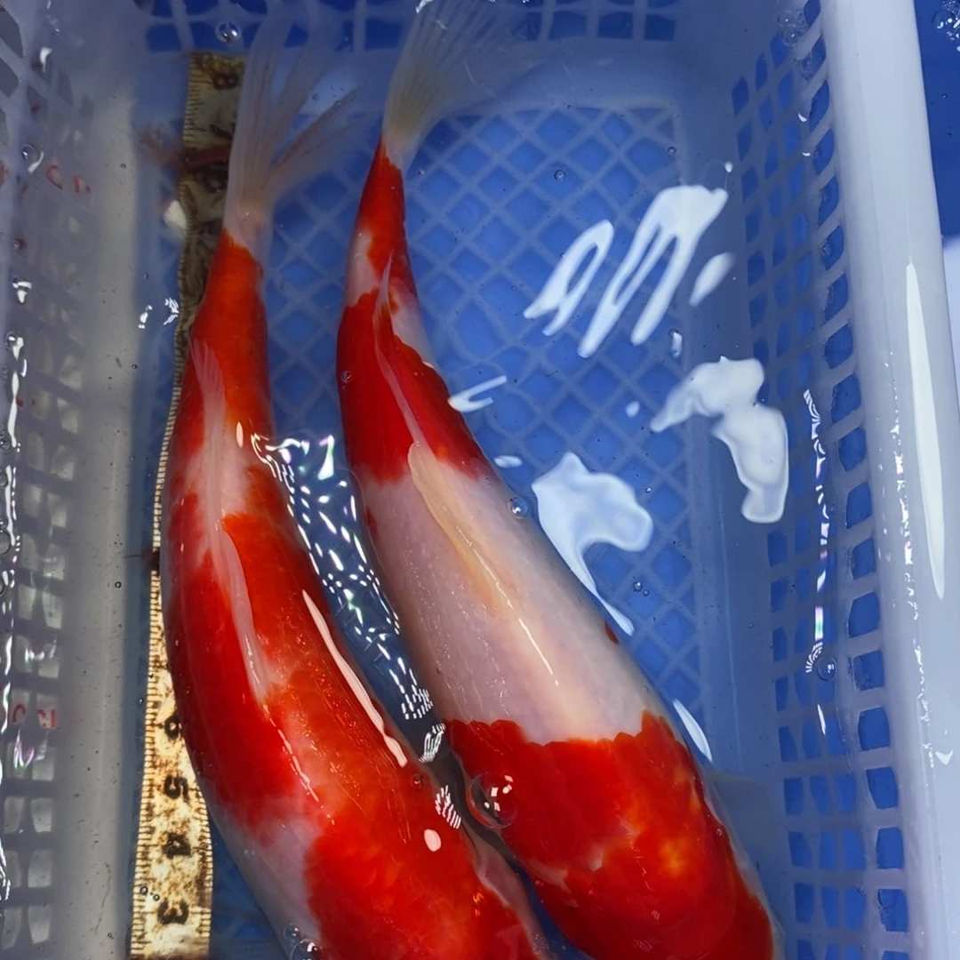 锦鲤冷水锦鲤包邮