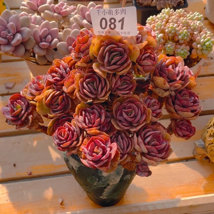 小***头谢谢你的支持0000081