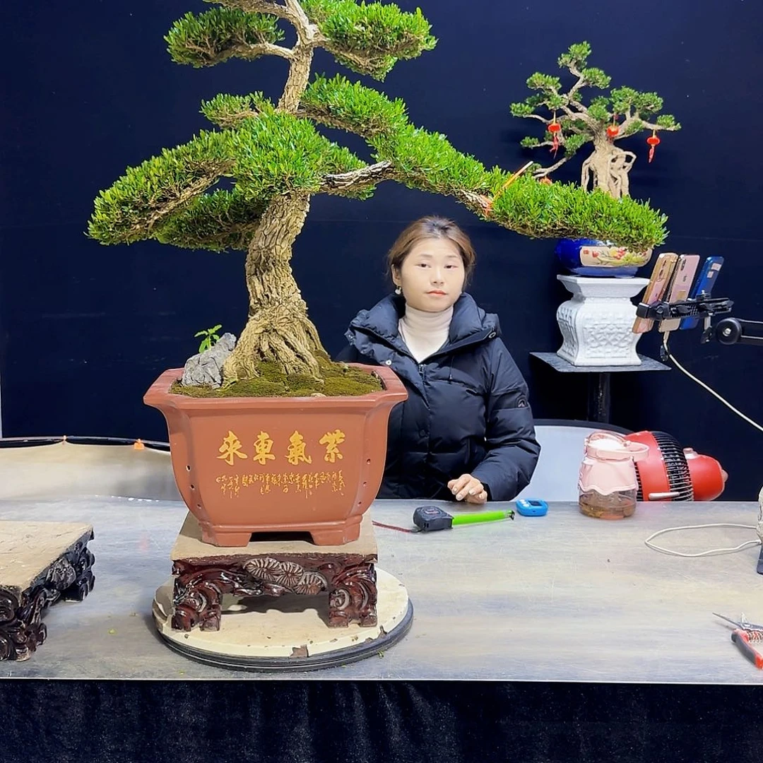 高端黄杨盆景艺术